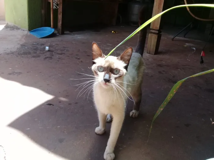 Gato ra a  idade Abaixo de 2 meses nome Sem nome 