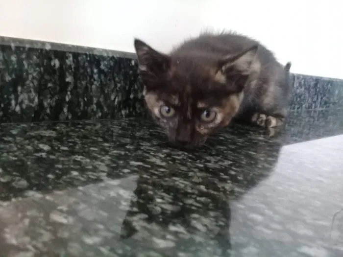 Gato ra a  idade Abaixo de 2 meses nome Sem nome 
