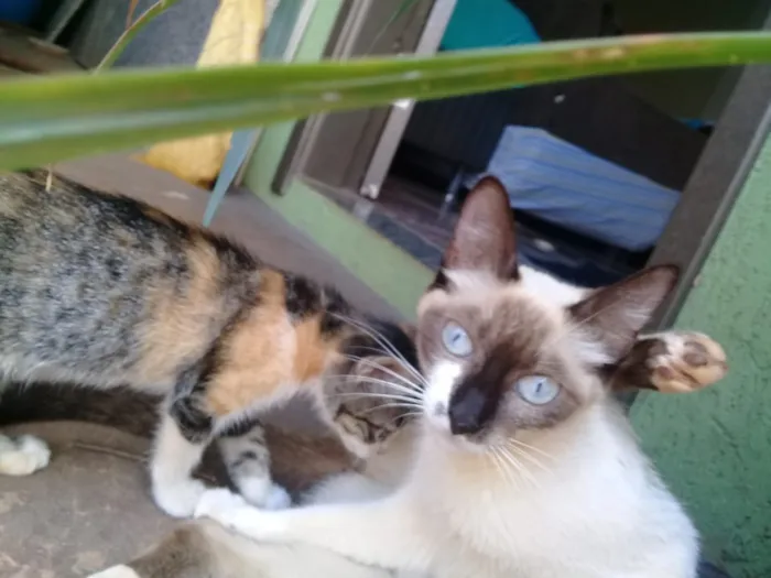Gato ra a  idade Abaixo de 2 meses nome Sem nome 