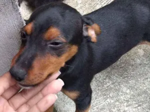 Cachorro raça Bace com pincher, yorkshire idade 2 a 6 meses nome Ursinho 