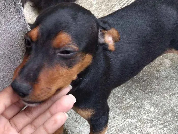 Cachorro ra a Bace com pincher, yorkshire idade 2 a 6 meses nome Ursinho 