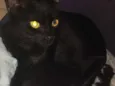 Pretinha 