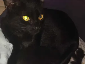 Gato raça SRD idade 2 anos nome Pretinha 