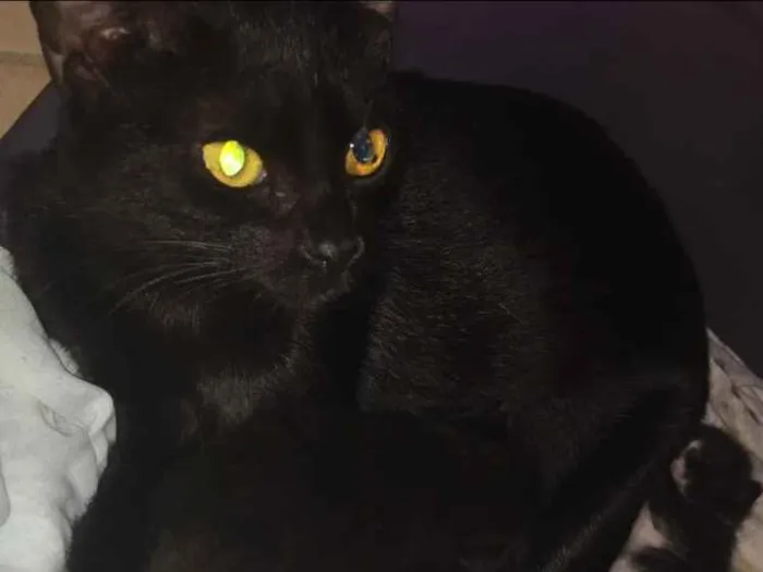 Gato ra a SRD idade 2 anos nome Pretinha 