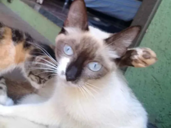 Gato ra a  idade Abaixo de 2 meses nome Sem nome 