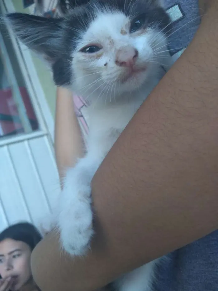 Gato ra a SRD idade Abaixo de 2 meses nome Cat