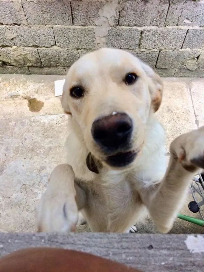 Cachorro ra a Labrador idade 7 a 11 meses nome Theo