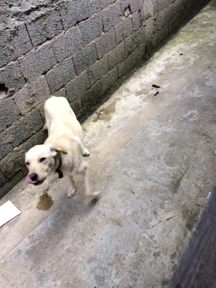 Cachorro ra a Labrador idade 7 a 11 meses nome Theo