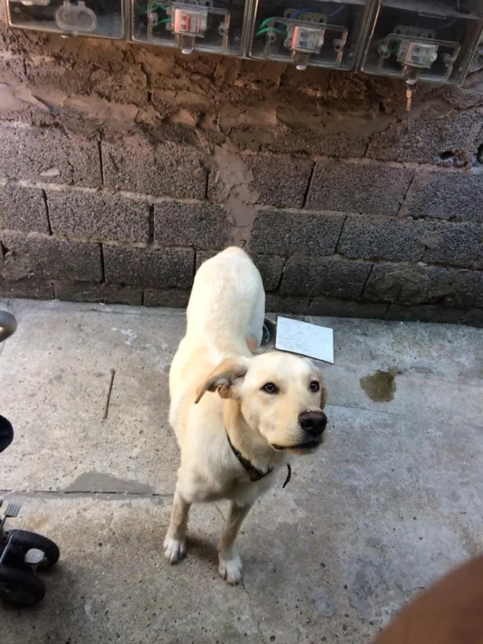 Cachorro ra a Labrador idade 7 a 11 meses nome Theo