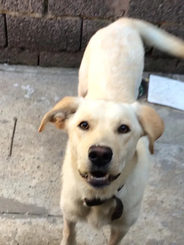 Cachorro ra a Labrador idade 7 a 11 meses nome Theo