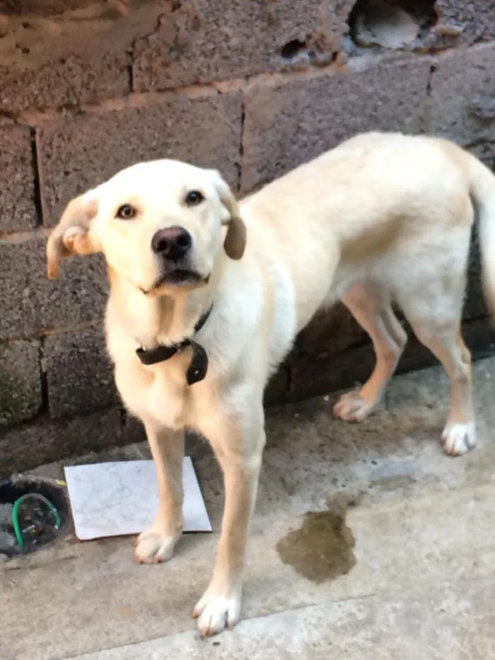Cachorro ra a Labrador idade 7 a 11 meses nome Theo