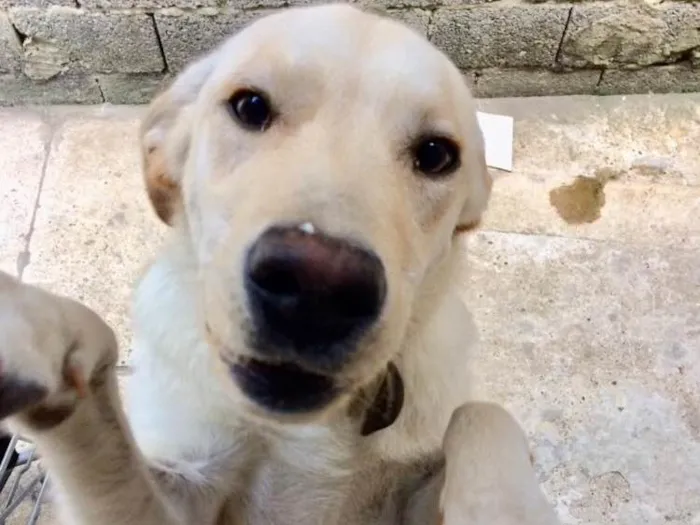 Cachorro ra a Labrador idade 7 a 11 meses nome Theo