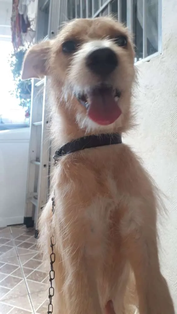 Cachorro ra a indefinida idade 1 ano nome Mel
