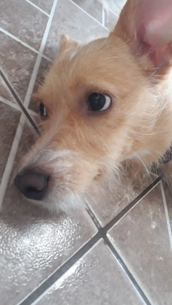 Cachorro ra a indefinida idade 1 ano nome Mel