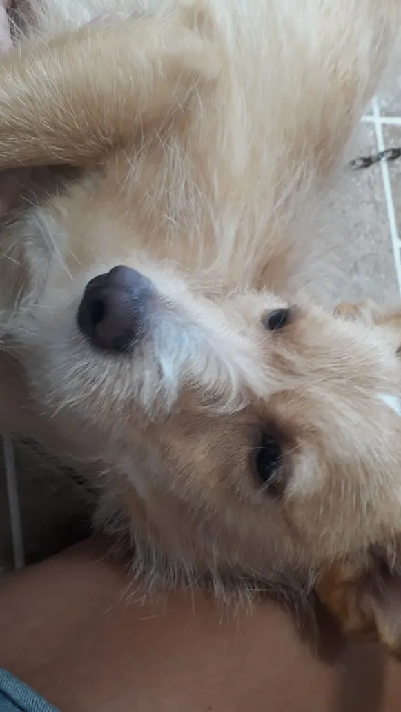Cachorro ra a indefinida idade 1 ano nome Mel