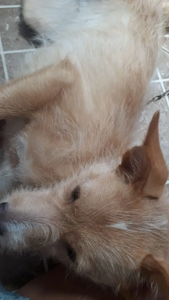 Cachorro ra a indefinida idade 1 ano nome Mel