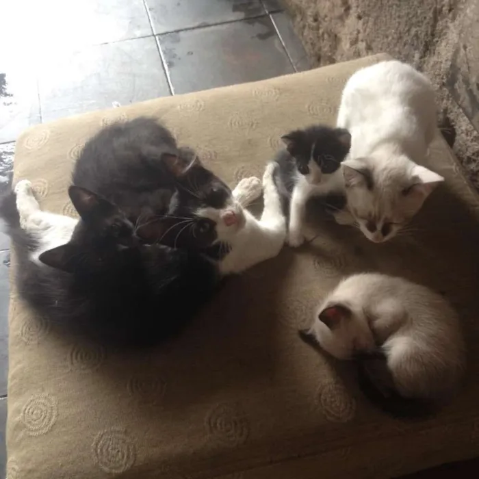 Gato raça Srd  idade 2 a 6 meses nome Gatos srd 