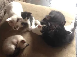 Gato raça Srd  idade 2 a 6 meses nome Gatos srd 