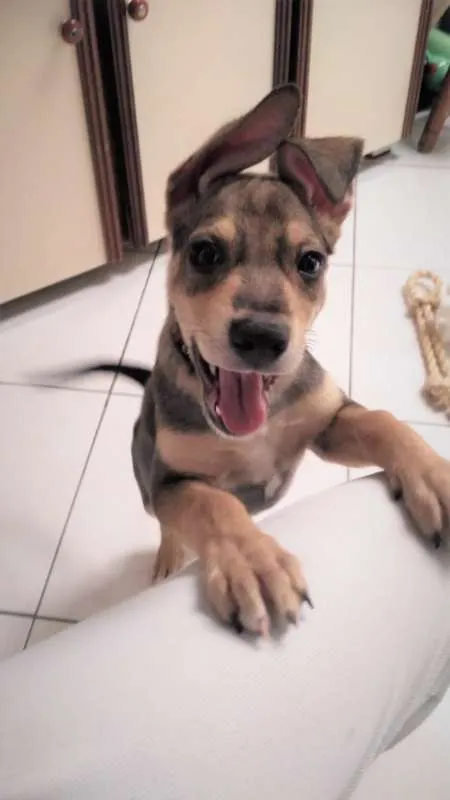 Cachorro ra a SRD idade 2 a 6 meses nome Juno