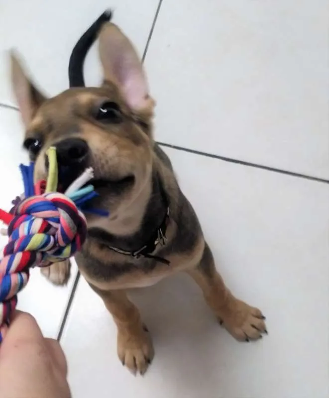 Cachorro ra a SRD idade 2 a 6 meses nome Juno