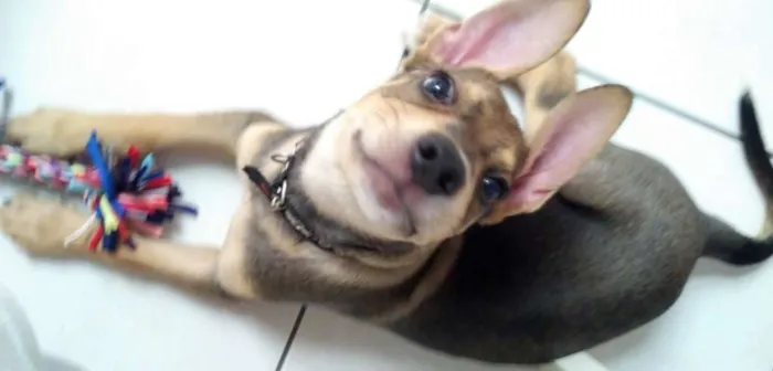 Cachorro ra a SRD idade 2 a 6 meses nome Juno