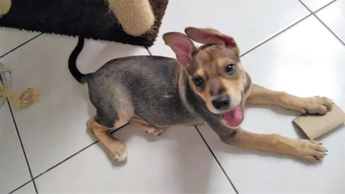 Cachorro ra a SRD idade 2 a 6 meses nome Juno