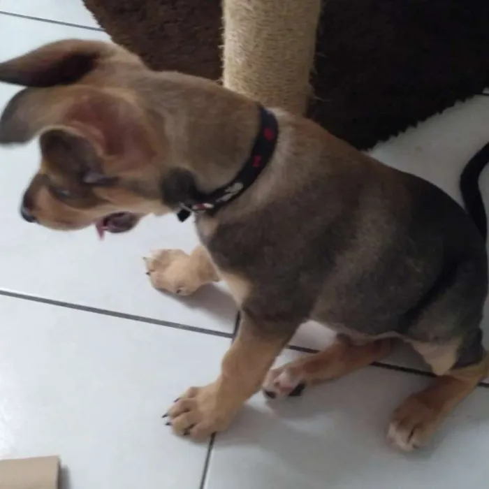 Cachorro ra a SRD idade 2 a 6 meses nome Juno