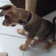 Juno