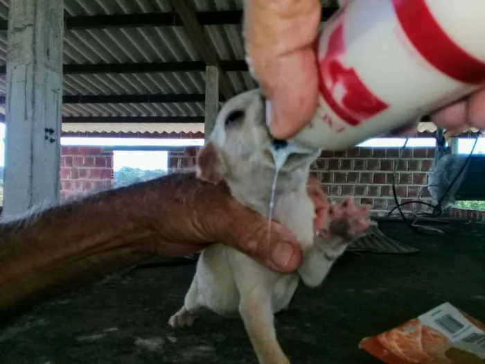 Cachorro raça Sem Raça definida idade Abaixo de 2 meses nome Branca e Mariscado