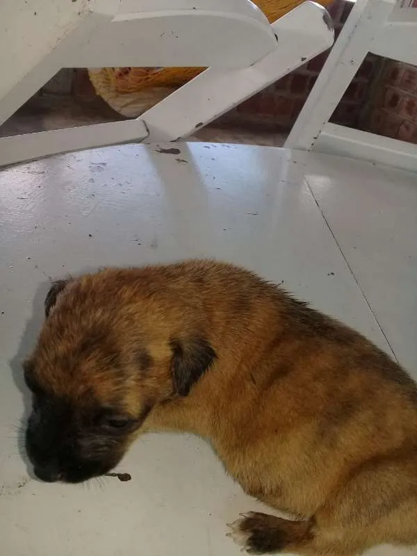 Cachorro raça Sem Raça definida idade Abaixo de 2 meses nome Branca e Mariscado