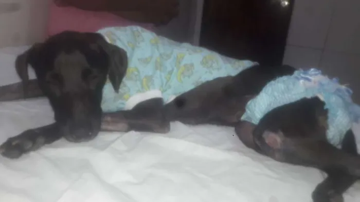 Cachorro raça Sem Raça definida idade Abaixo de 2 meses nome Branca e Mariscado