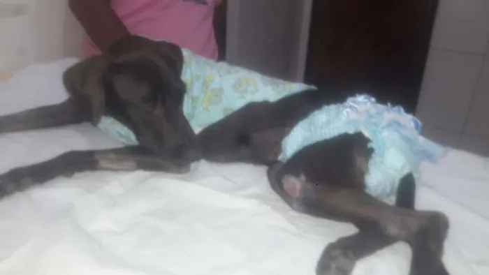 Cachorro raça Sem Raça definida idade Abaixo de 2 meses nome Branca e Mariscado