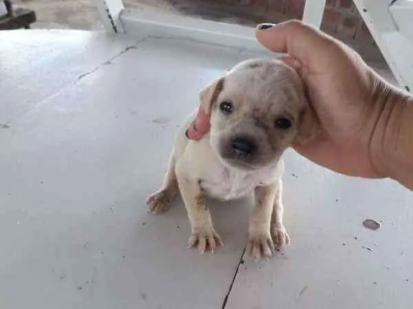 Cachorro raça Sem Raça definida idade Abaixo de 2 meses nome Branca e Mariscado