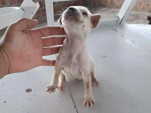 Cachorro raça Sem Raça definida idade Abaixo de 2 meses nome Branca e Mariscado