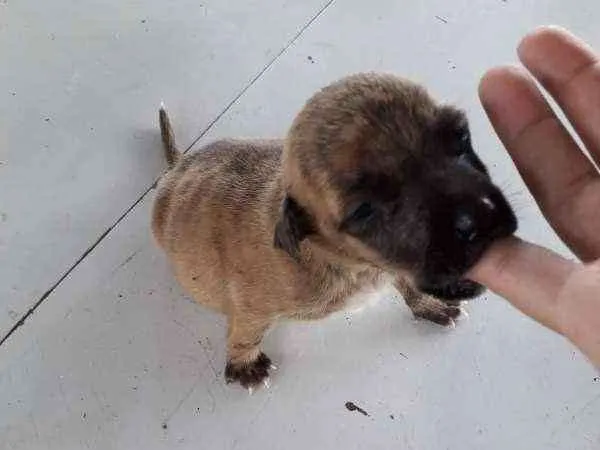 Cachorro raça Sem Raça definida idade Abaixo de 2 meses nome Branca e Mariscado