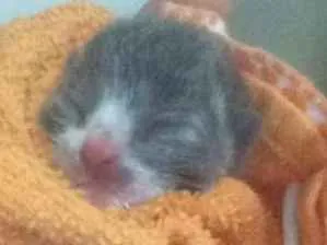 Gato raça vira lata idade Abaixo de 2 meses nome thomas