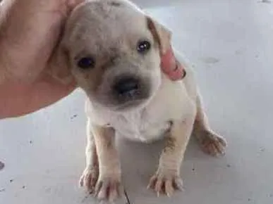 Cachorro raça Sem Raça definida idade Abaixo de 2 meses nome Branca e Mariscado