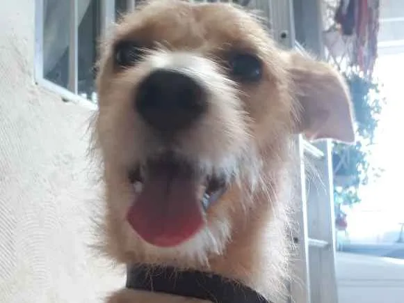 Cachorro ra a indefinida idade 1 ano nome Mel