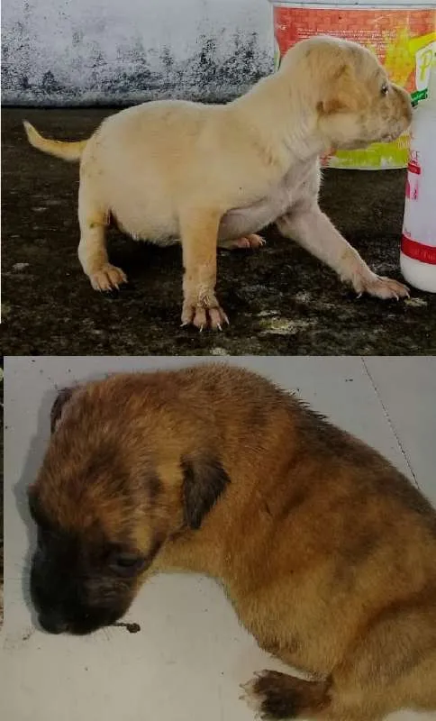 Cachorro raça Sem Raça definida idade Abaixo de 2 meses nome Branca e Mariscado