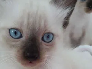 Gato raça  idade Abaixo de 2 meses nome Filhotes
