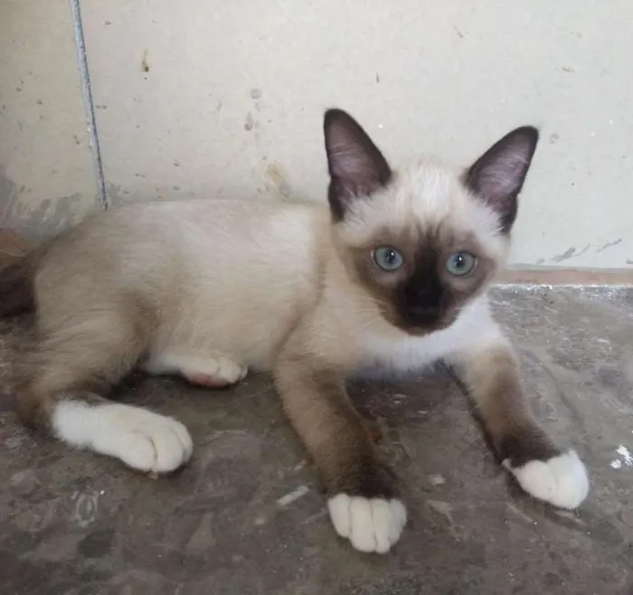Gato ra a SRD idade 2 a 6 meses nome Lion