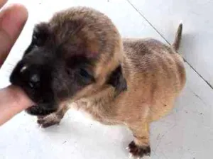 Cachorro raça Sem Raça definida idade Abaixo de 2 meses nome Branca e Mariscado