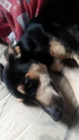 Mel