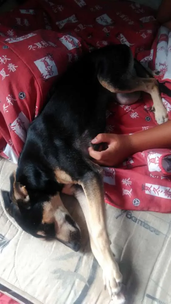 Cachorro ra a Srd idade 2 a 6 meses nome Mel