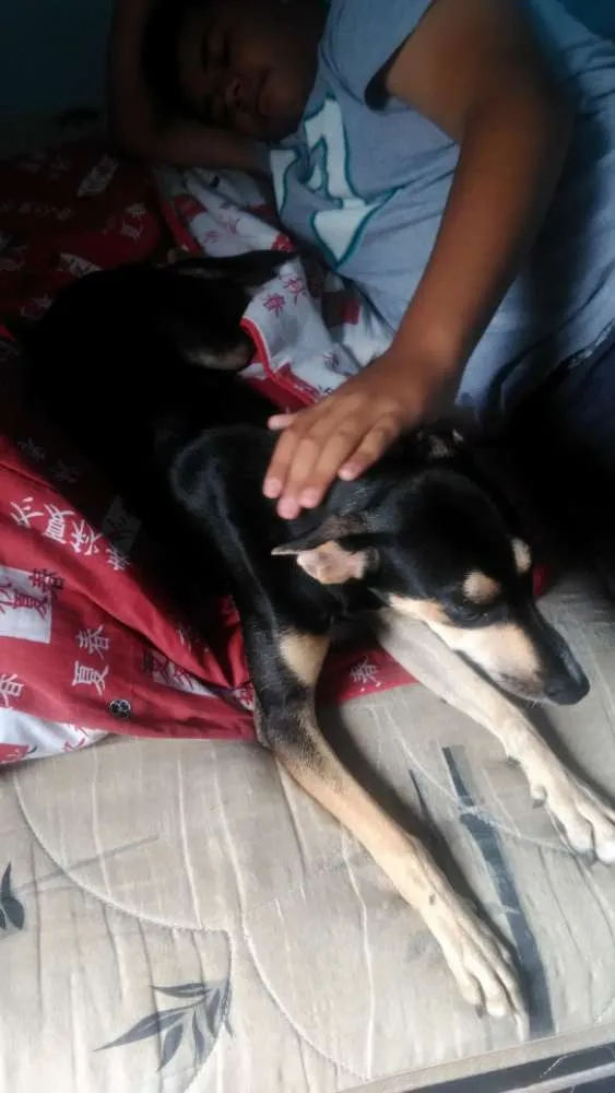Cachorro ra a Srd idade 2 a 6 meses nome Mel