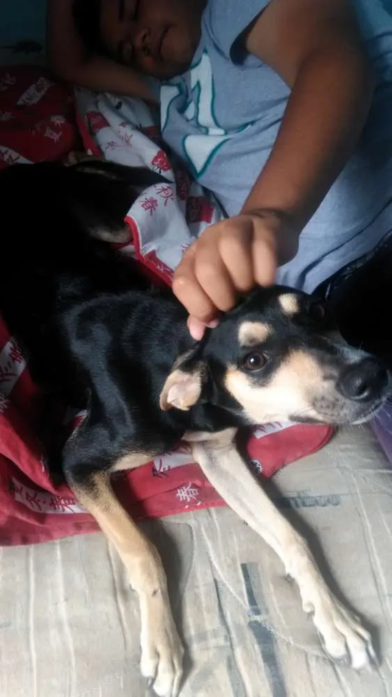 Cachorro ra a Srd idade 2 a 6 meses nome Mel