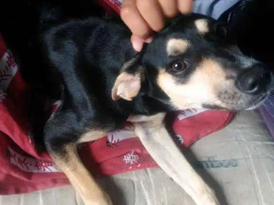 Cachorro ra a Srd idade 2 a 6 meses nome Mel