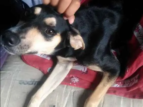 Cachorro ra a Srd idade 2 a 6 meses nome Mel
