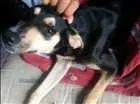 Cachorro raça Srd idade 2 a 6 meses nome Mel