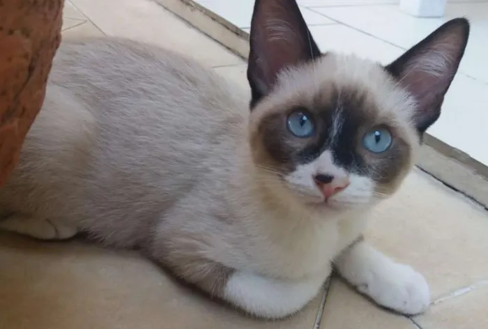 Gato ra a SRD idade 2 a 6 meses nome Oliver